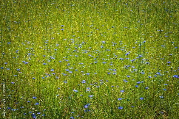 Obraz green grass and blue cornflowers