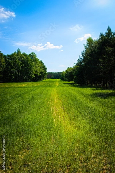 Obraz road in the field