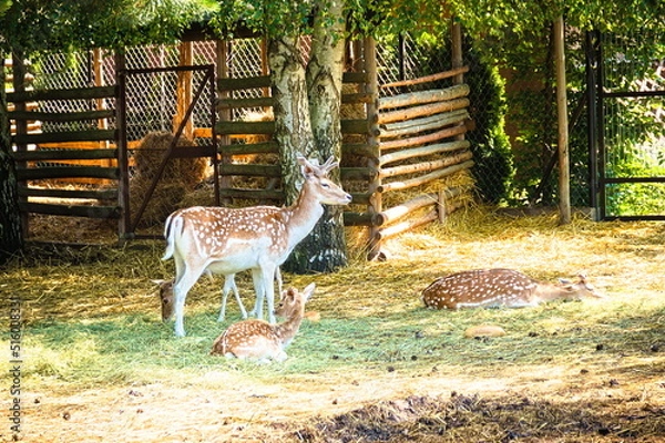 Obraz deer in the woods