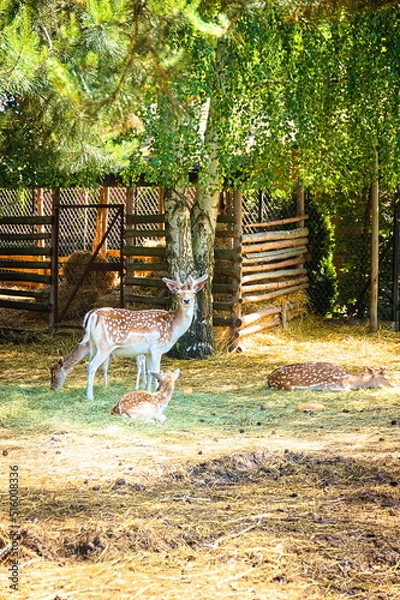 Obraz deer in the yard