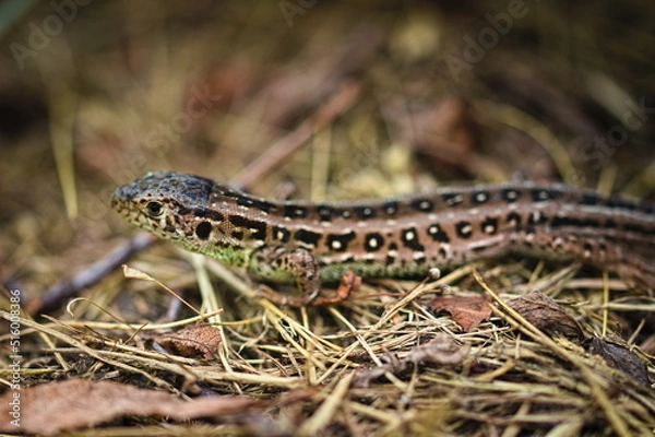 Obraz lizard on the grass