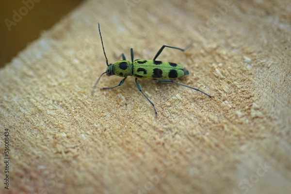 Obraz beetle on the wood