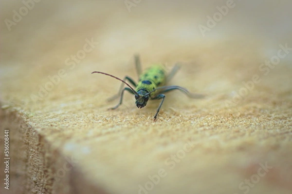 Obraz beetle on the wood