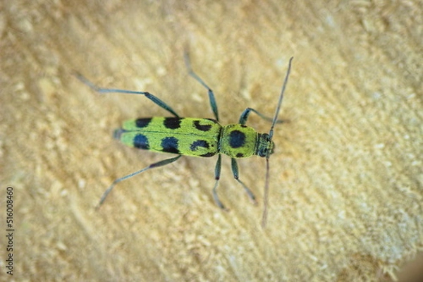 Obraz beetle on the wood