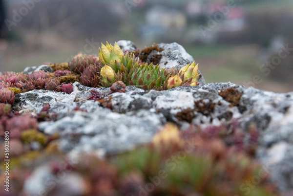 Obraz moss on the rock