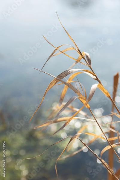 Obraz dry grass in the wind