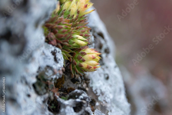 Obraz moos cones on the stone