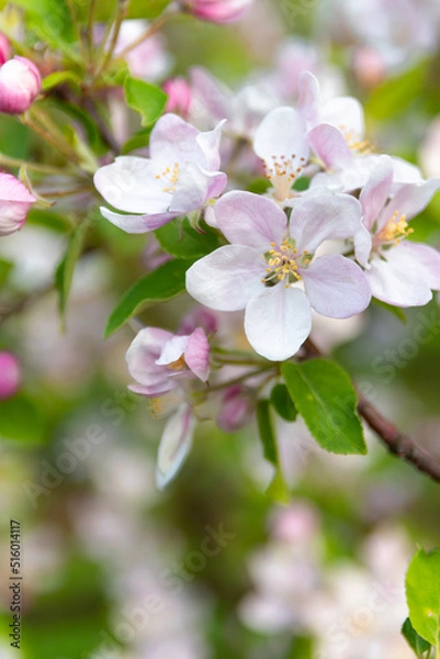 Obraz apple tree blossom