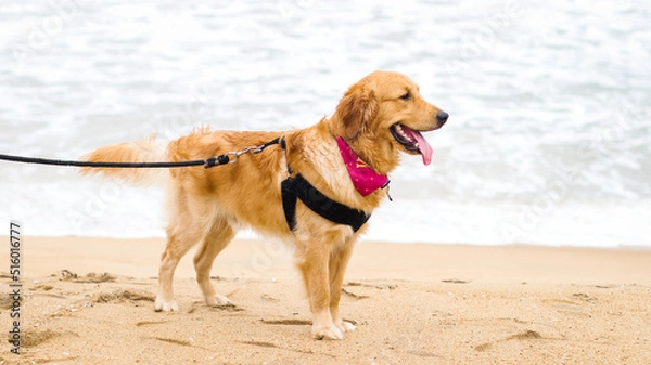 Fototapeta a beautiful golden retriever dog wearing a dog harness and a leash standing on sand in a beach in an evening at summer