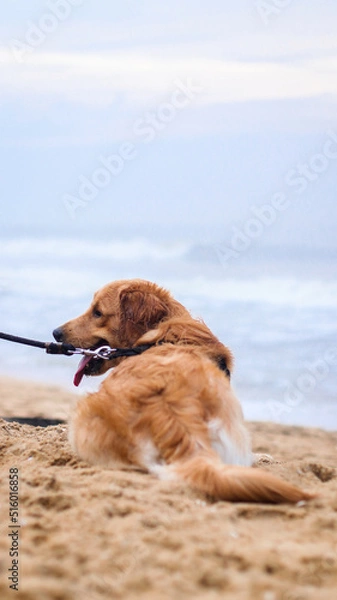 Fototapeta a fluffy, beautiful golden retriever dog with a dog leash sitting on the sand at the beach at evening in the summer