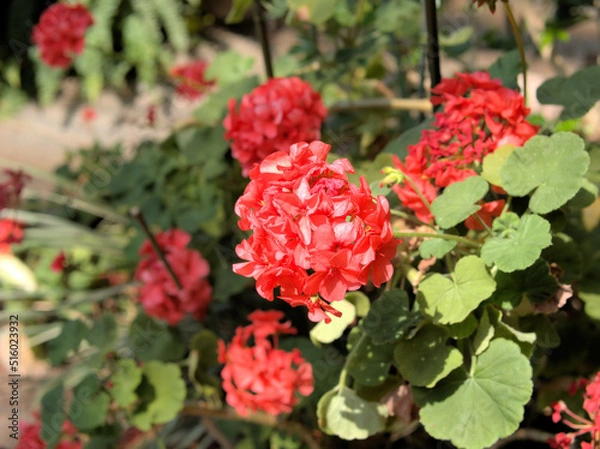 Fototapeta ゼラニウム・ペラルゴニウム