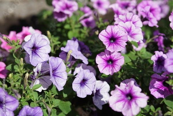 Fototapeta flower summer spring