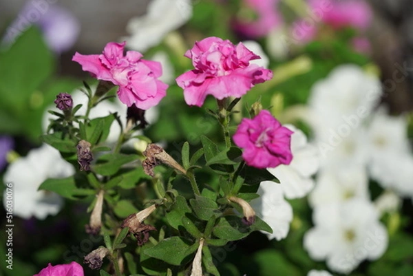 Fototapeta flower summer spring