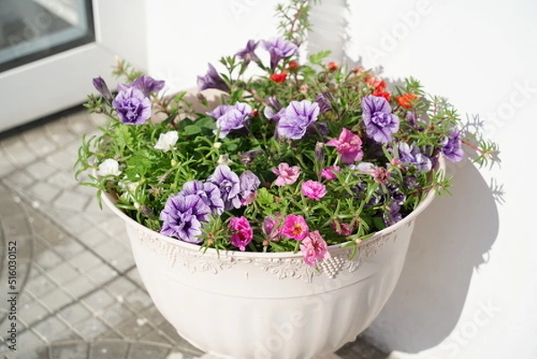 Fototapeta flower summer spring