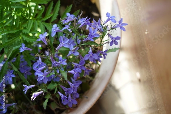 Fototapeta flower summer spring