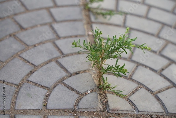 Fototapeta flower summer spring