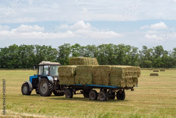 Obraz A tractor carries bales of hay on a trailer through a harvested hayfield. Transportation of hay bales. Tractor removes bales of hay from the field after harvesting. Cleaning Harvesting of animal feed