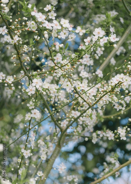 Obraz That life flower spring blossom