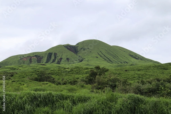 Obraz landscape with grass