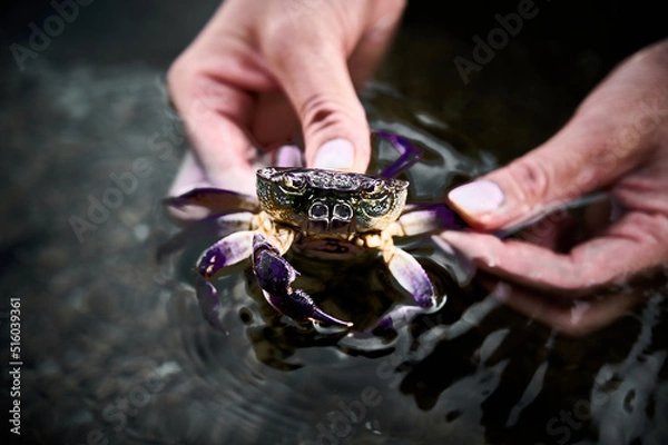 Obraz hike. Camp. Breakfast.Crab