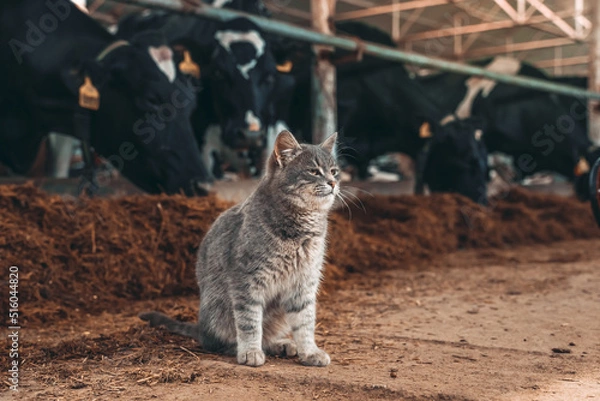 Fototapeta A big gray cat hanging out with some cows in a barn. The cat lives on a dairy farm because of his love of milk. 