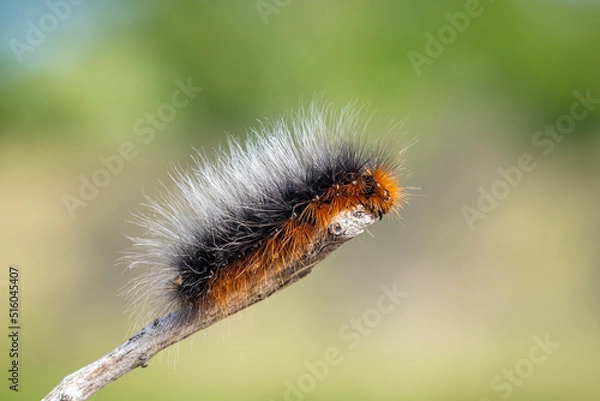Fototapeta Closeup of a garden tiger moth or great tiger moth, Arctia caja, caterpillar crawling and eating