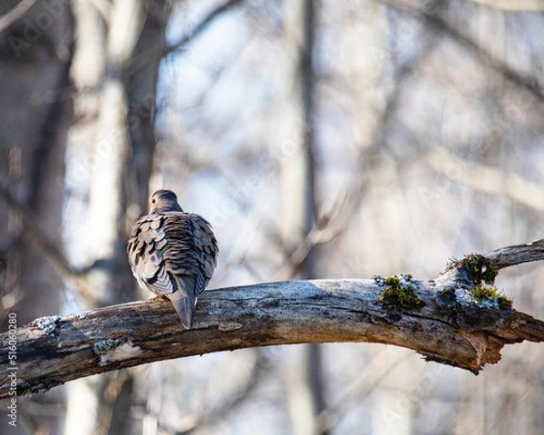 Obraz Ruffled Mourning Dove on Tree Limb