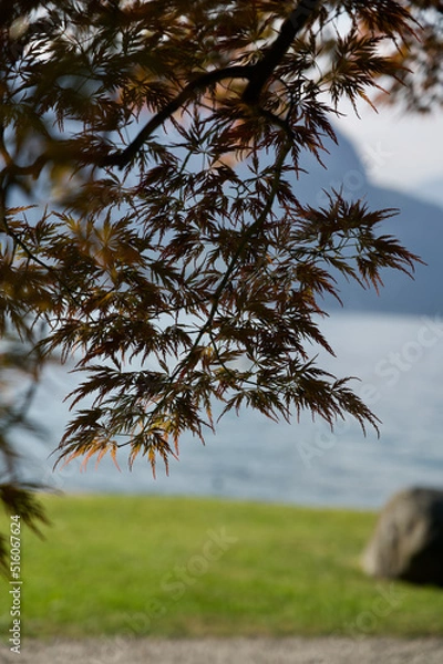 Obraz Bellagio Comer See  lago como