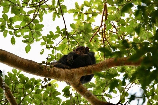 Fototapeta chimpanzee in a tree on safari in uganda