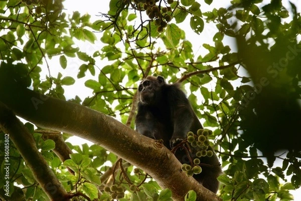 Fototapeta chimpanzee in a tree on safari in uganda