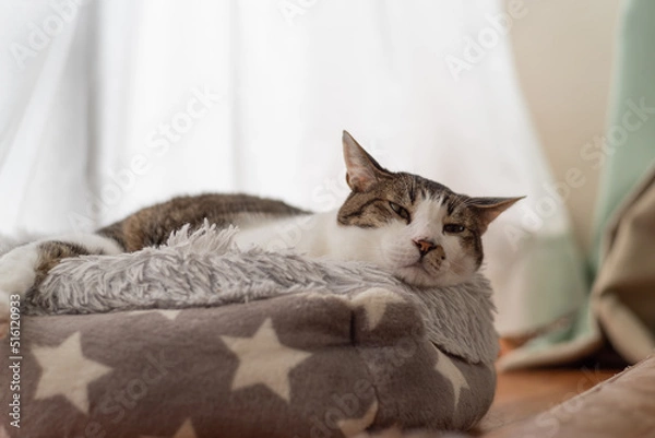 Fototapeta くつろぐ猫　キジトラ白