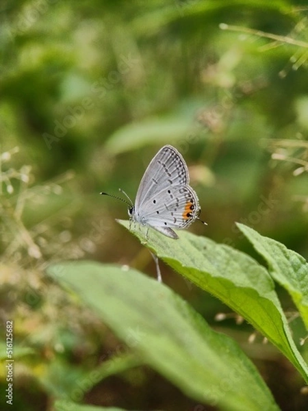 Obraz butterfly on a leaf