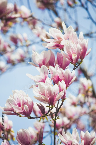Obraz Branch of magnolia tree in bloom