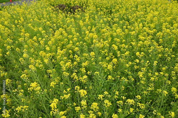 Fototapeta 春の満開の菜の花畑