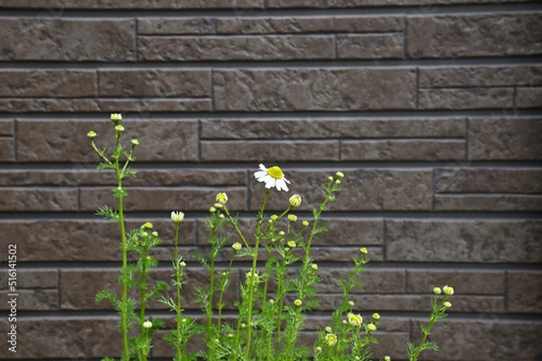 Obraz 家の外壁沿いに植木鉢に植えたカモミールの花