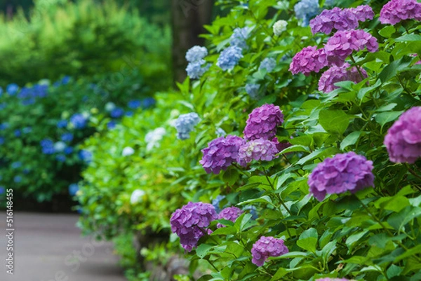 Obraz 美しい紫陽花の花、東京