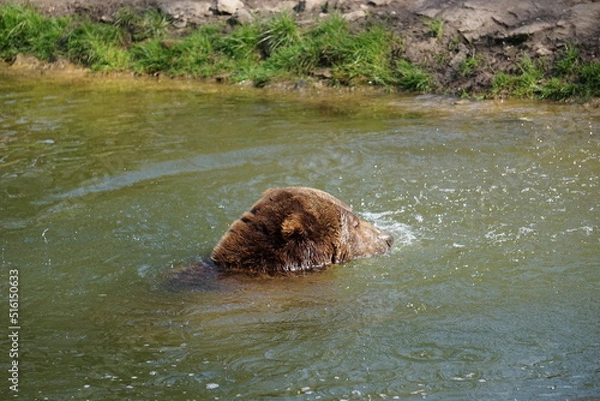Obraz Wisentgehege Springe (Germany)	