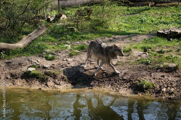 Obraz Wisentgehege Springe (Germany)	