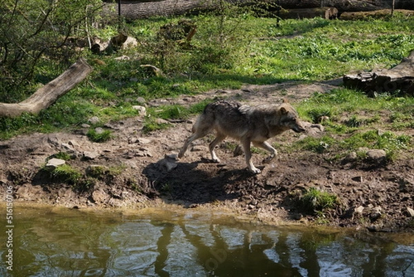 Obraz Wisentgehege Springe (Germany)	