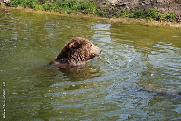 Obraz Wisentgehege Springe (Germany)
