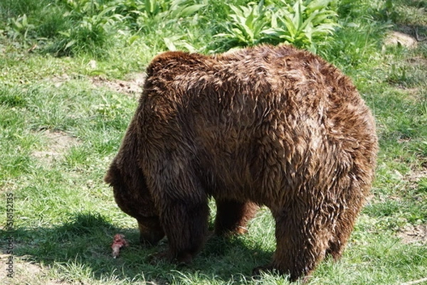 Obraz Wisentgehege Springe (Germany)