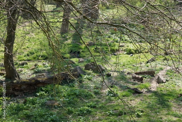 Obraz Wisentgehege Springe (Germany)