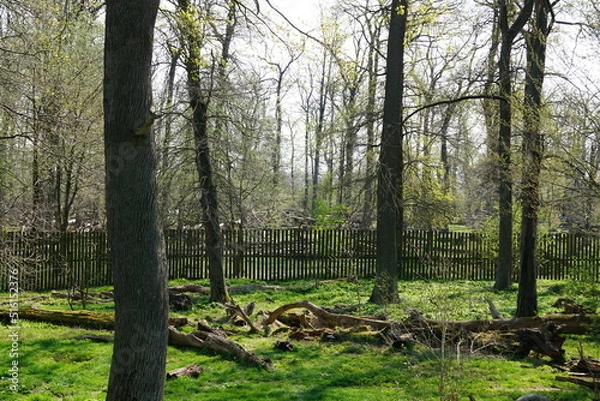 Obraz Wisentgehege Springe (Germany)