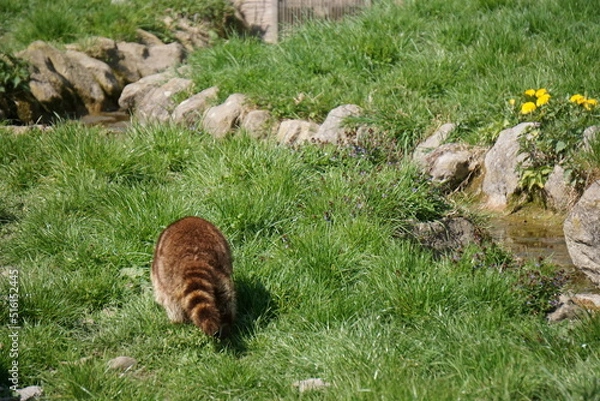 Obraz Wisentgehege Springe (Germany)