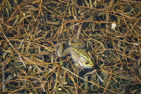 Obraz Frosch 