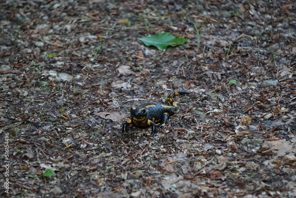 Obraz Natur (Germany)