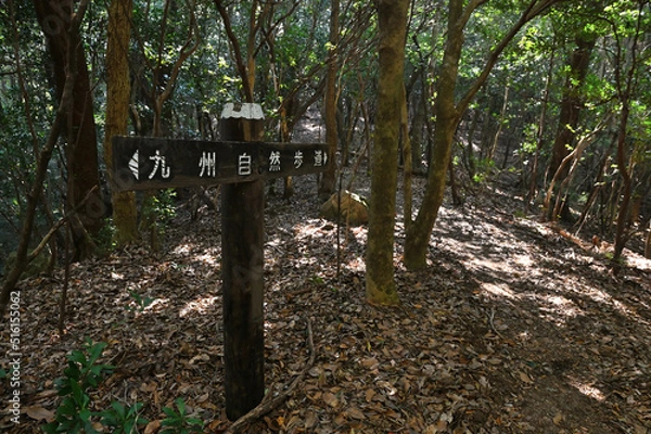 Fototapeta 九千部山登山「九州自然歩道」