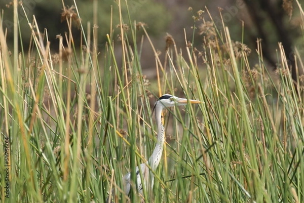 Obraz 草に紛れるアオサギ