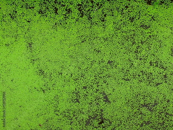 Fototapeta 夏の用水路に浮かぶ水草