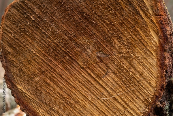 Obraz tree trunk texture